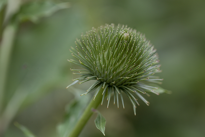 Distel