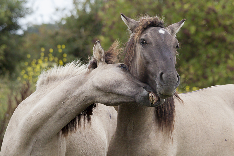 Koningpaarden in de Oostvaardersplassen