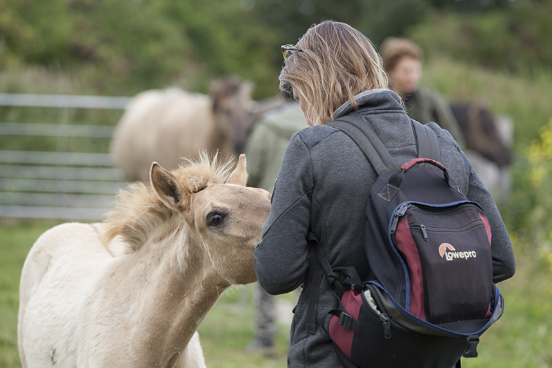 Koninkpaarden in de Oostvaardersplassen