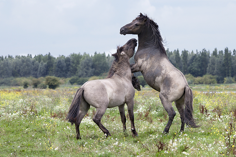 Koninkpaarden in de Oostvaardersplassen