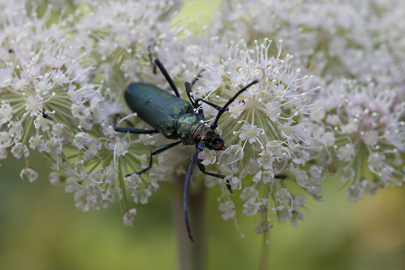 Muskusboktor (Aromia moschata)