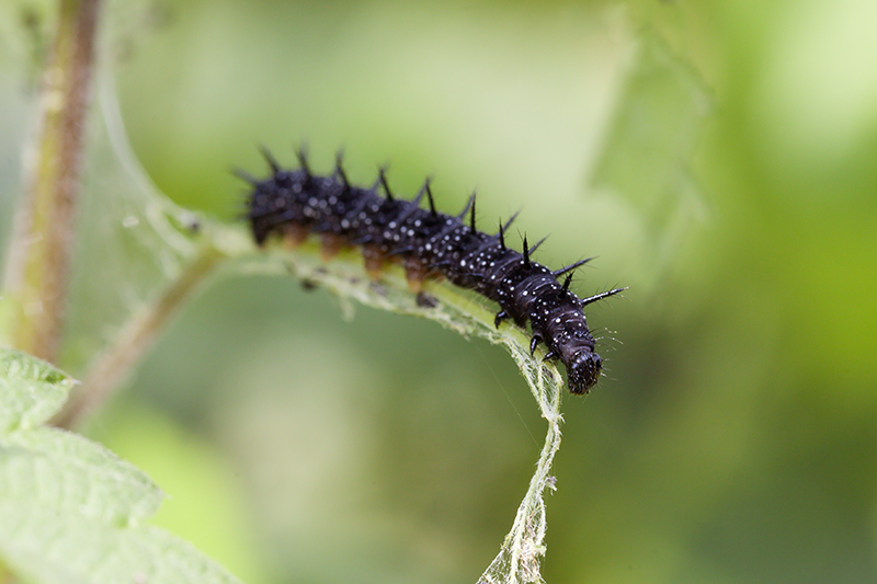 Rups van de Dagpauwoog