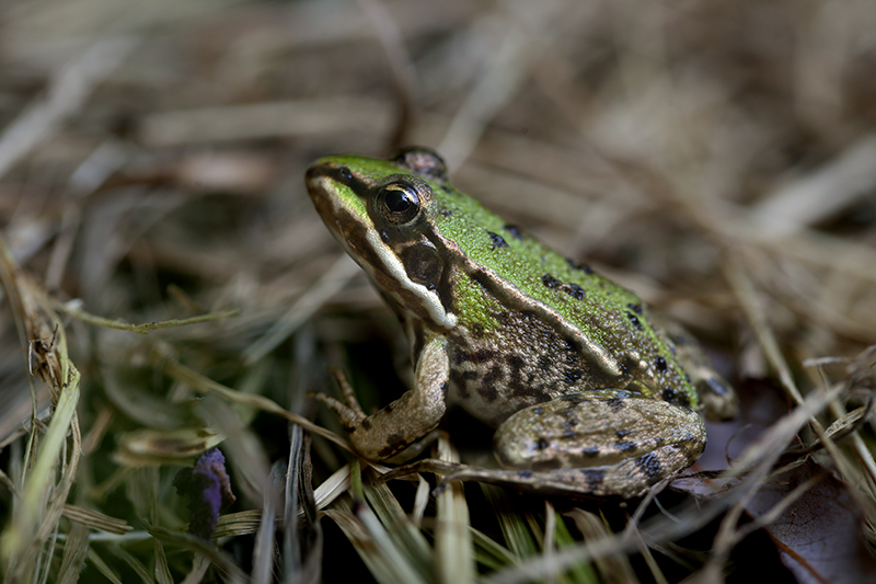 Groene Kikker
