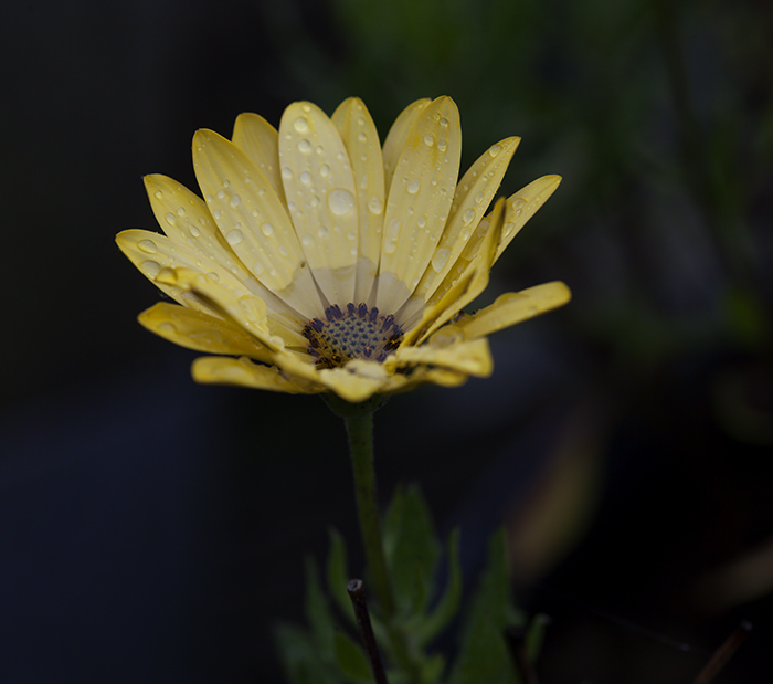 Spaanse margriet in de regen