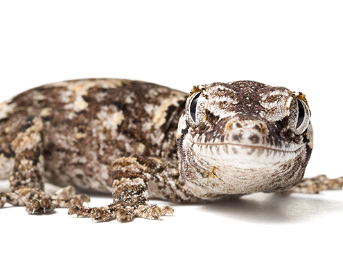 Rhacodactylus auriculatus