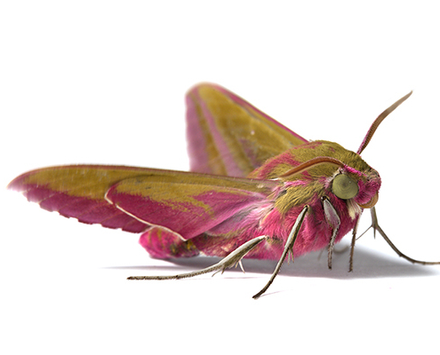 Deilephila elpenor