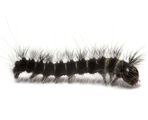 Macrothylacia rubi